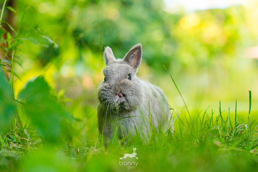 Farbenzwergkaninchen streckt Zunge raus