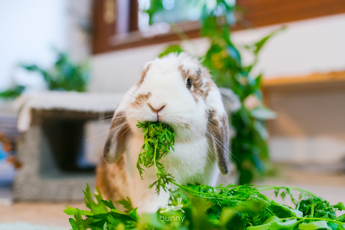 Zwergwidder frisst frisches Grünfutter