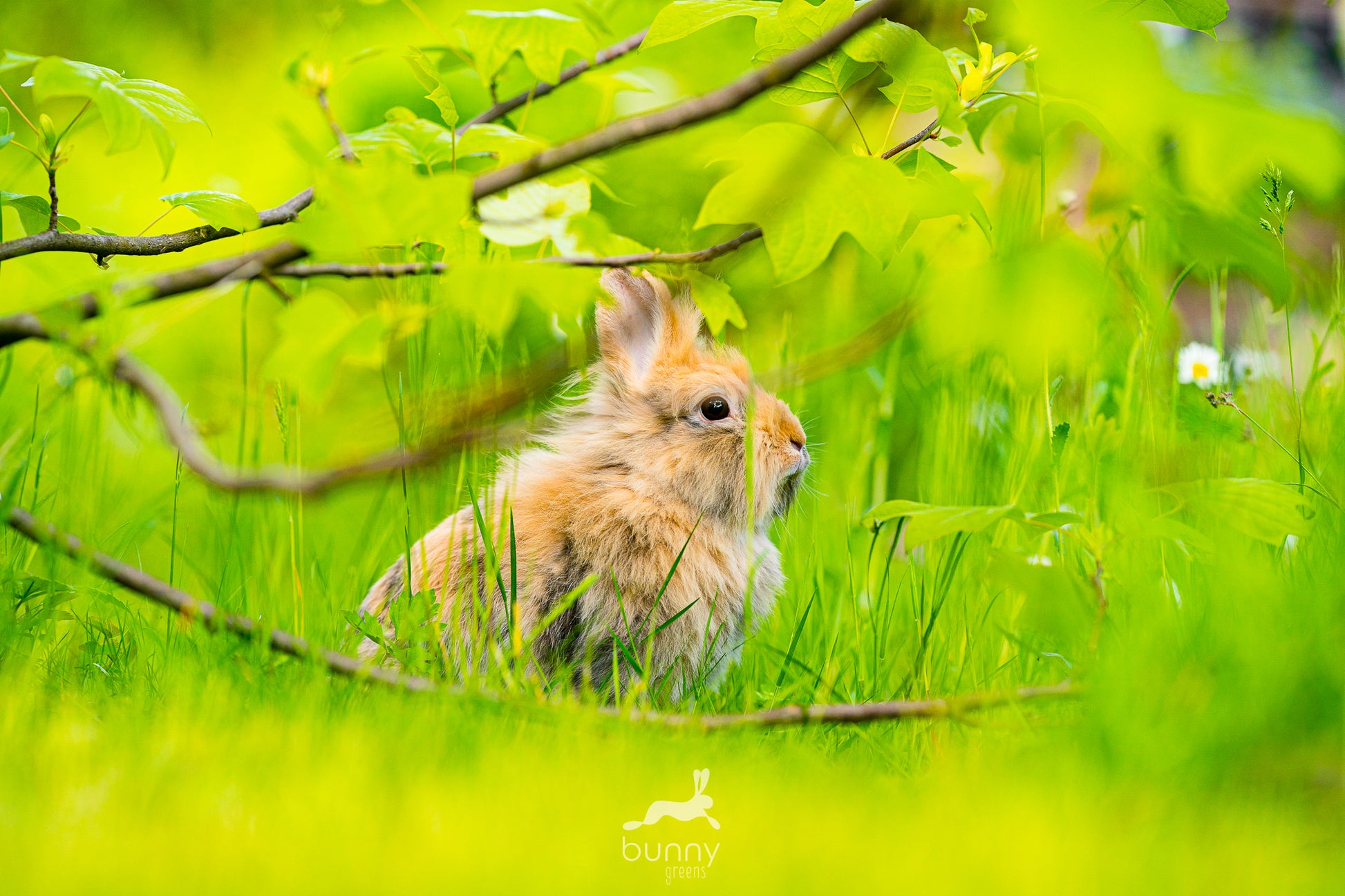 Kaninchen im artgerechten Gartenauslauf.