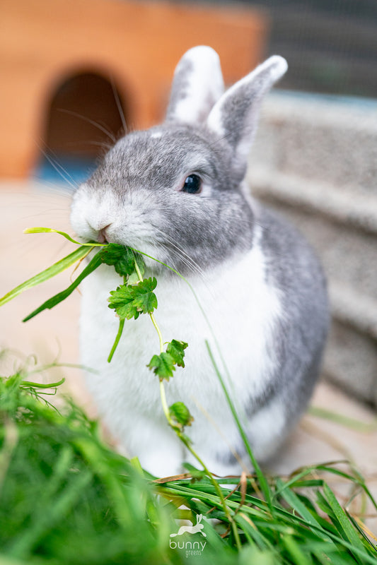 Greenbox - Bauchwehbox mit Kohl