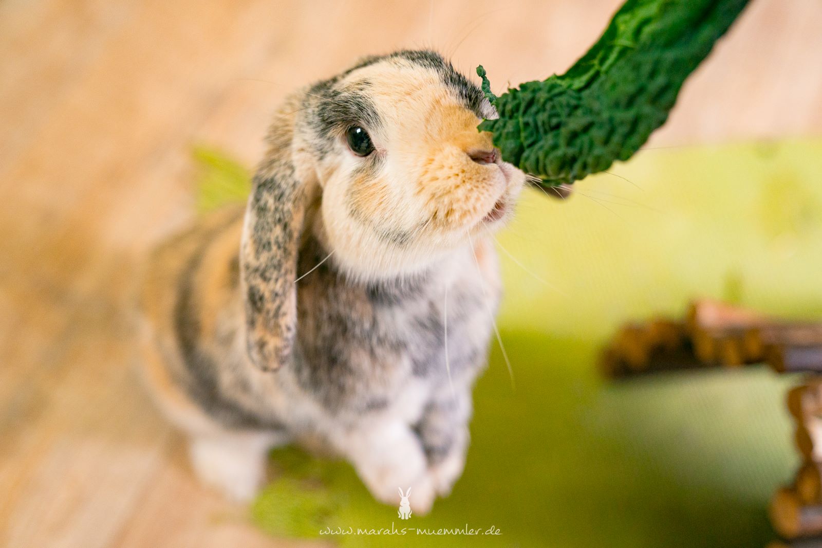 Kaninchen riecht an Schwarzkohl