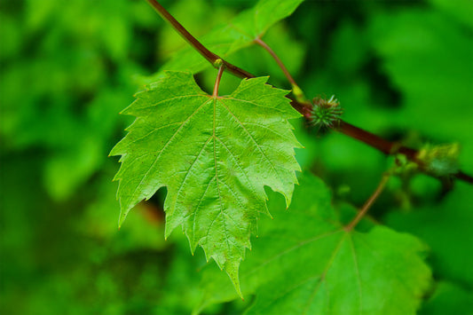 Weinrebe