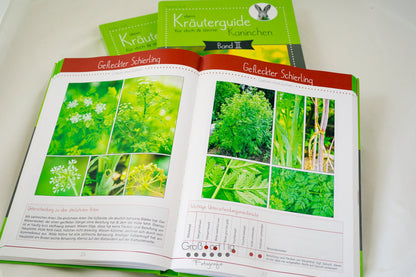 Kräuterguide Band III Doldenblütlerspezial giftiger gefleckter Schierling
