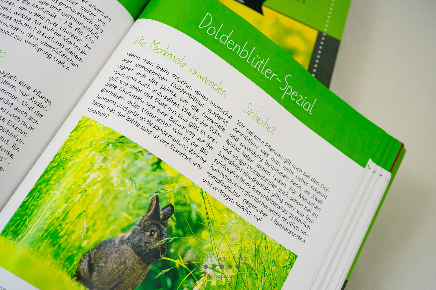 Kräuterguide Band III Doldenblütlerspezial